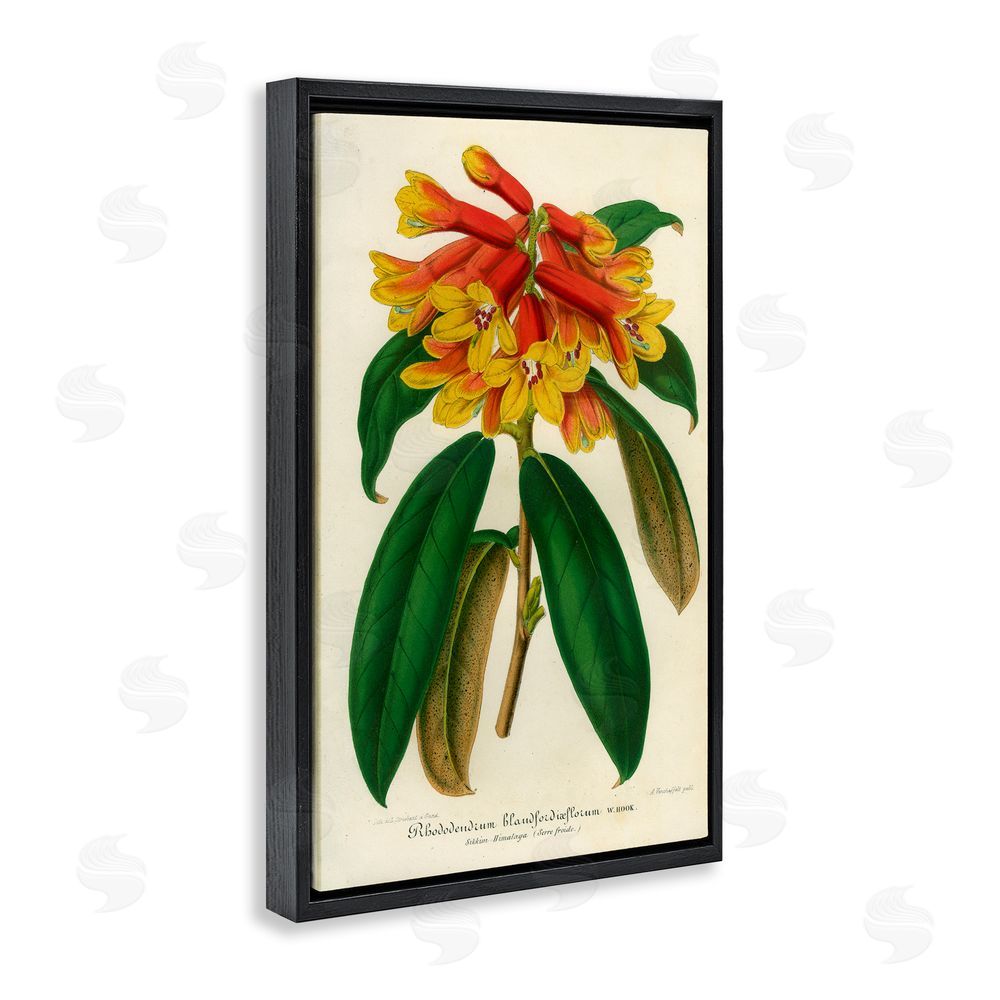 Print Collection Orange Yellow Rhododendron Black Floating Frame Canvas Wall Art Print