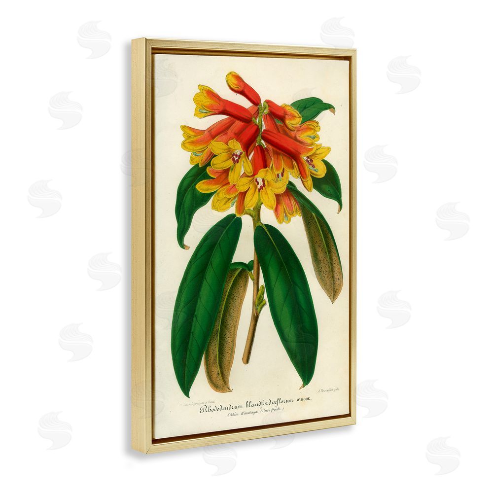 Print Collection Orange Yellow Rhododendron Gold Floating Frame Canvas Wall Art Print