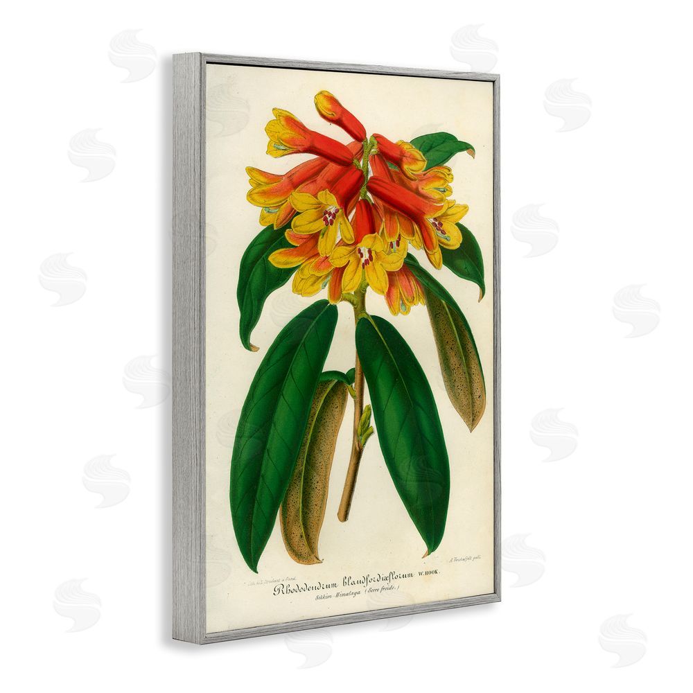 Print Collection Orange Yellow Rhododendron Gray Framed Giclee Wall Art Print