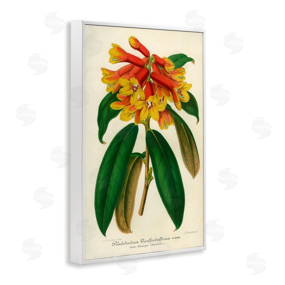 Print Collection Orange Yellow Rhododendron White Framed Giclee Wall Art Print