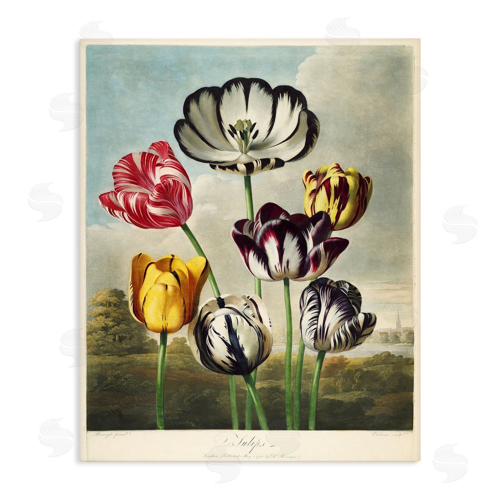 Print Collection Tulips From The Temple Stretched Canvas Wall Art Print