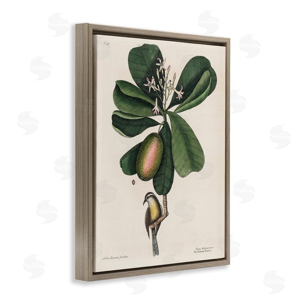 Print Collection Catesby Flora & Fauna Brown Floating Frame Canvas Wall Art Print