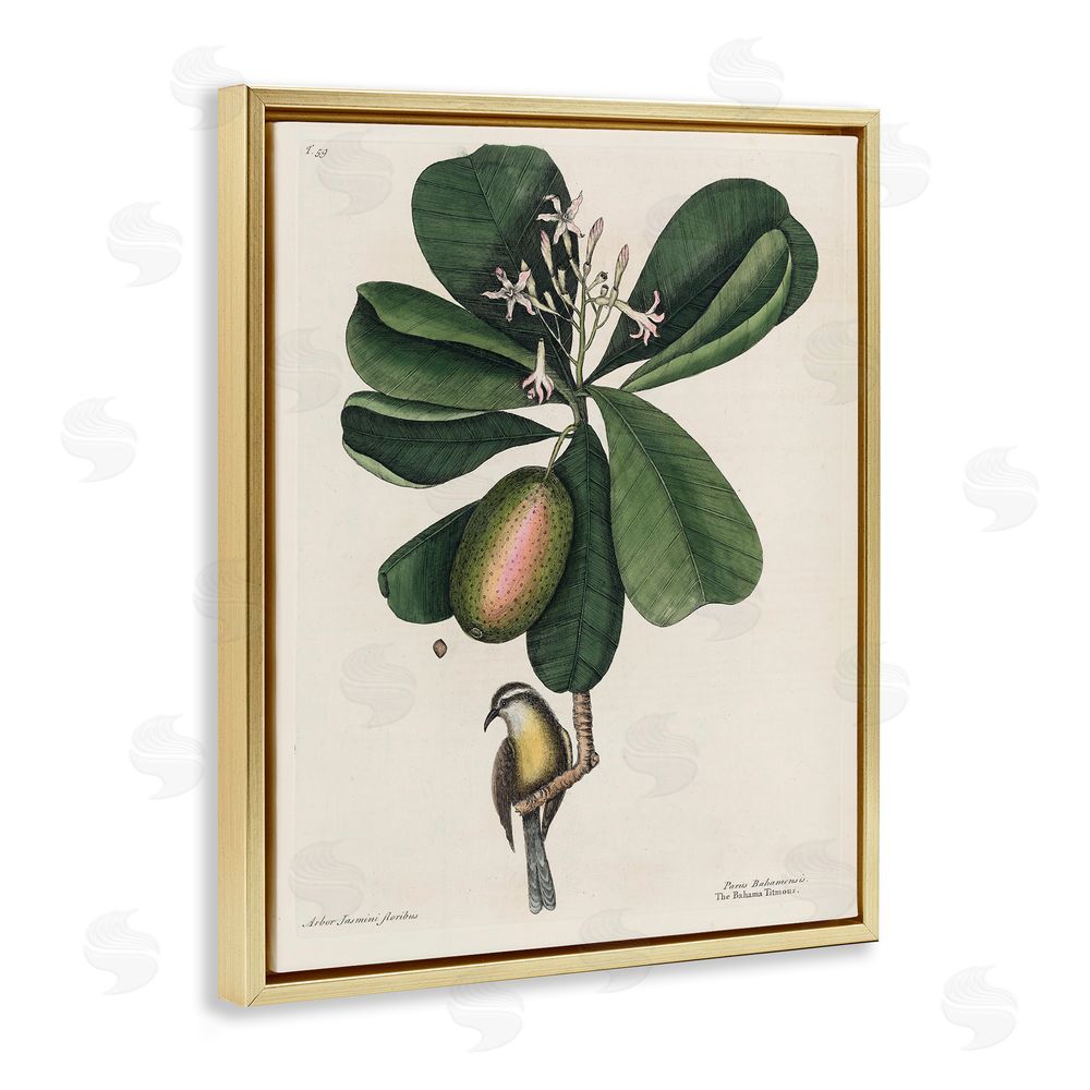 Print Collection Catesby Flora & Fauna Gold Floating Frame Canvas Wall Art Print