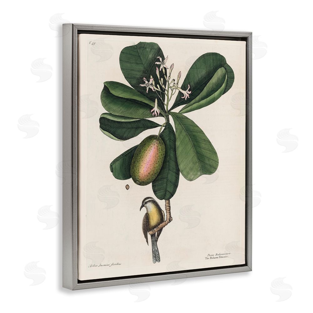 Print Collection Catesby Flora & Fauna Gray Floating Frame Canvas Wall Art Print