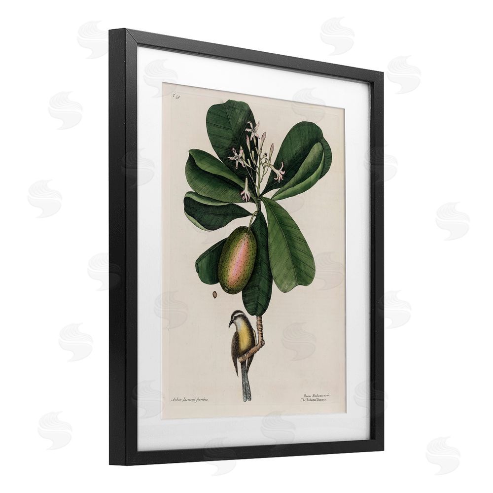 Print Collection Catesby Flora & Fauna Black Framed Print Under Glass Wall Art