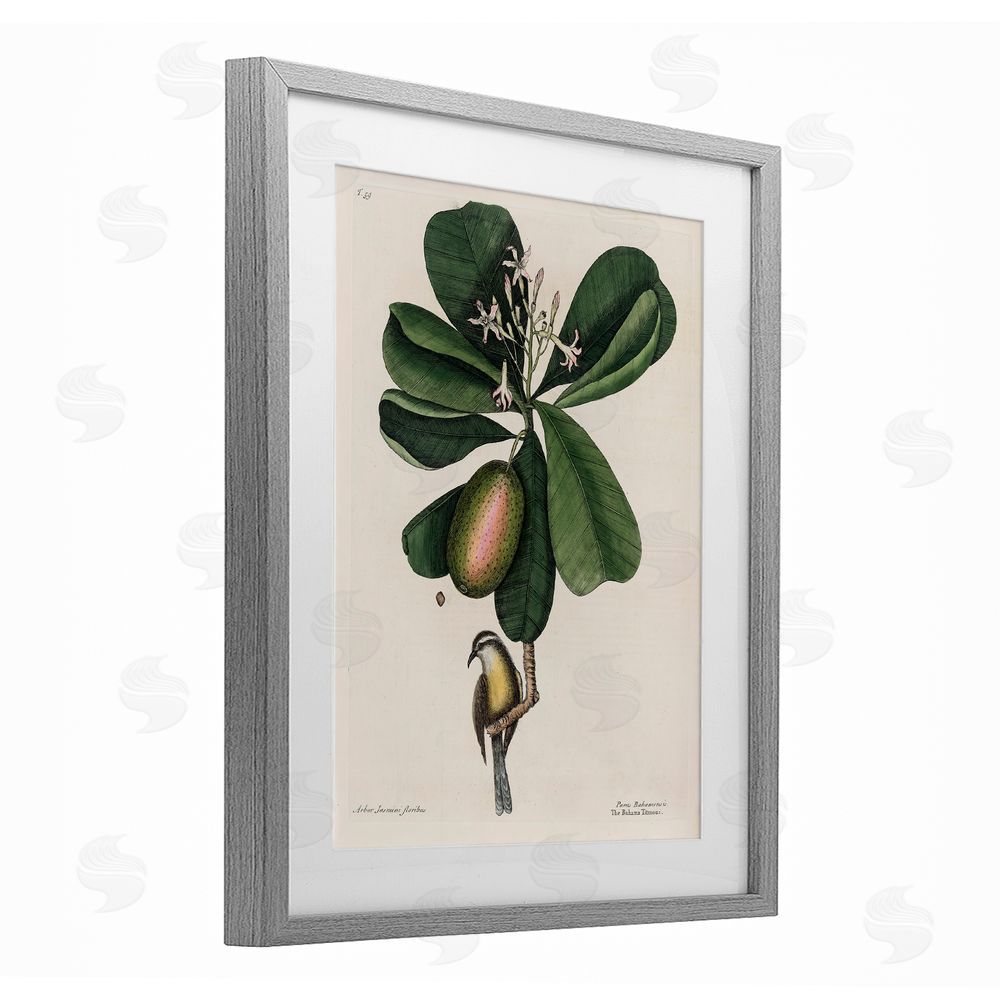 Print Collection Catesby Flora & Fauna Gray Framed Print Under Glass Wall Art