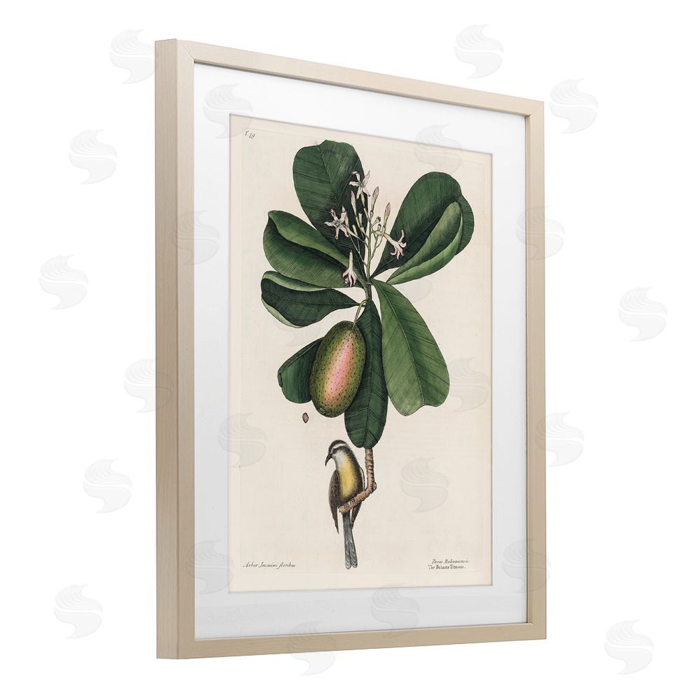 Print Collection Catesby Flora & Fauna Brown Framed Print Under Glass Wall Art