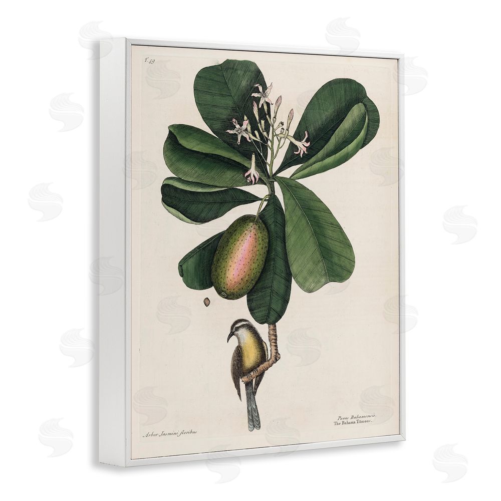 Print Collection Catesby Flora & Fauna White Framed Giclee Wall Art Print