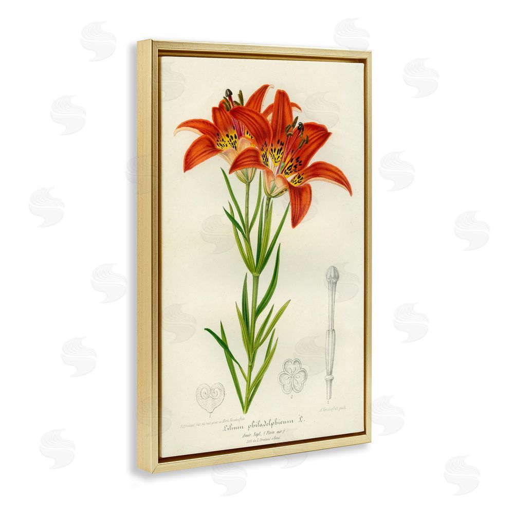 Print Collection Western Red Lily Gold Floating Frame Canvas Wall Art Print