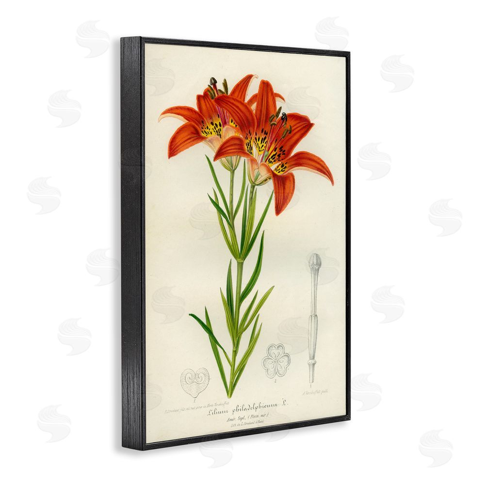 Print Collection Western Red Lily Black Framed Giclee Wall Art Print