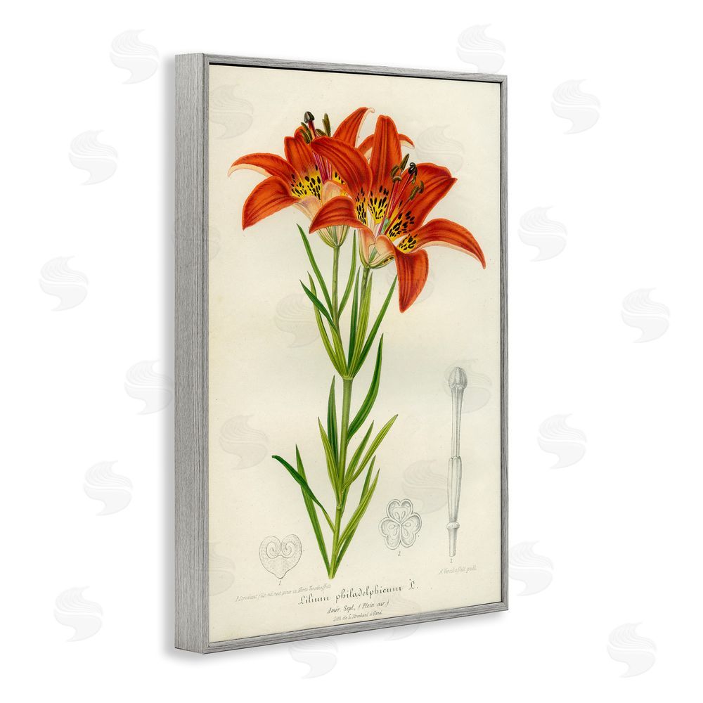 Print Collection Western Red Lily Gray Framed Giclee Wall Art Print