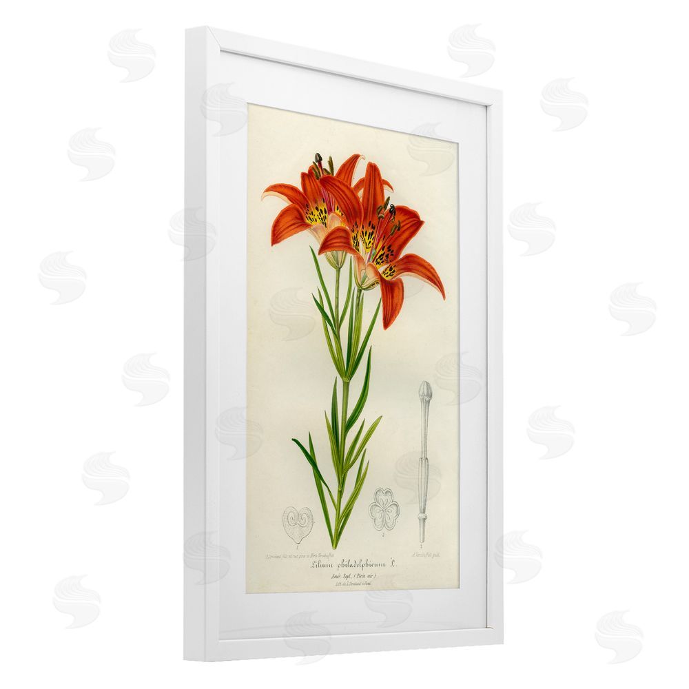 Print Collection Western Red Lily White Framed Print Under Glass Wall Art
