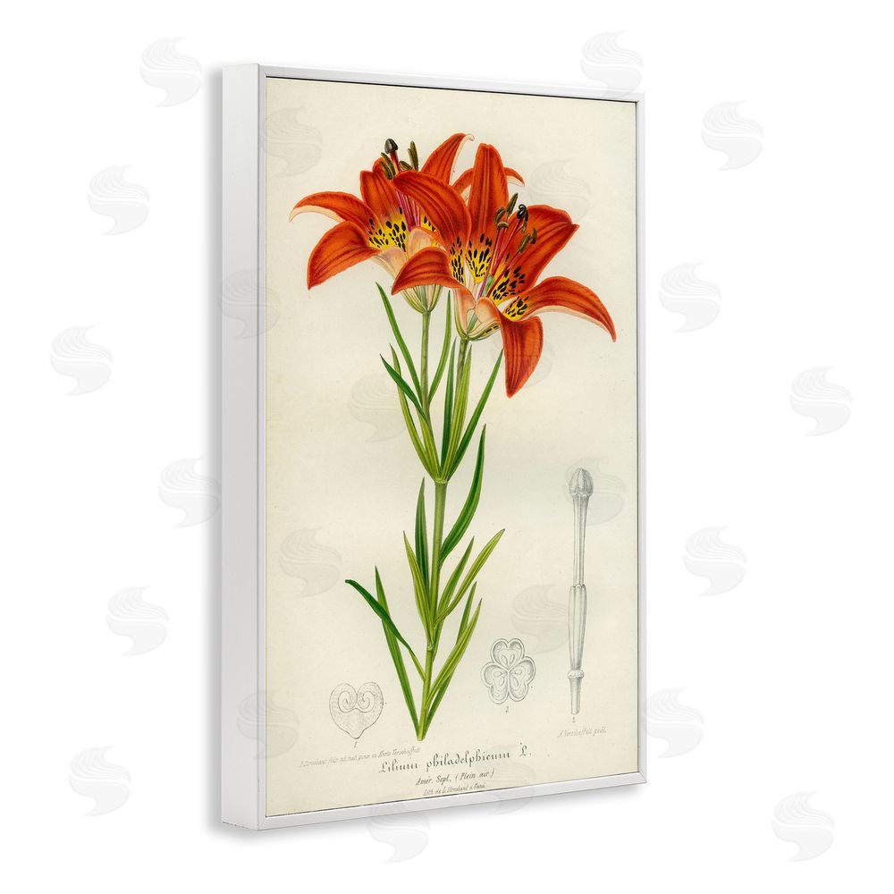 Print Collection Western Red Lily White Framed Giclee Wall Art Print