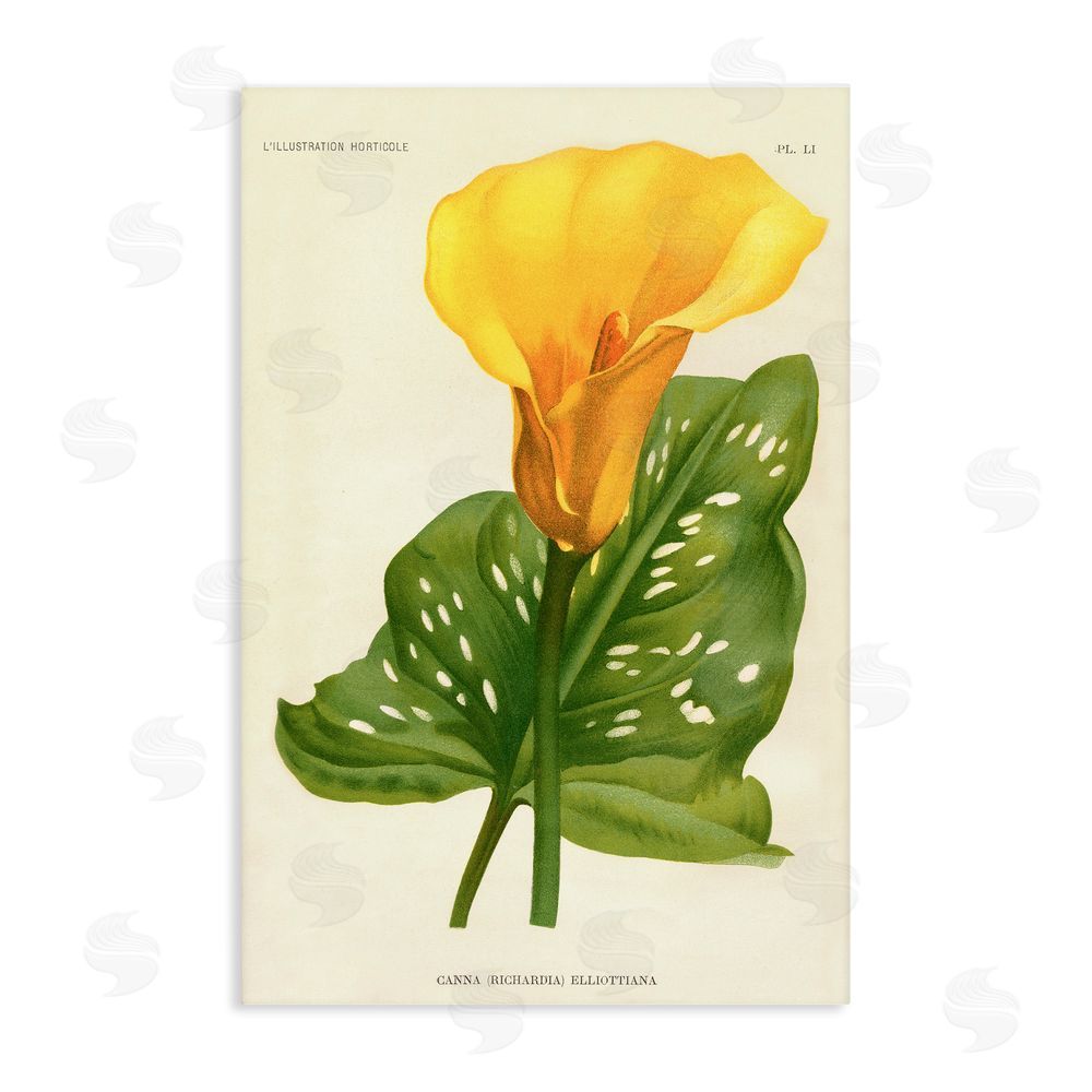 Print Collection Yellow Canna Lily Stretched Canvas Wall Art Print