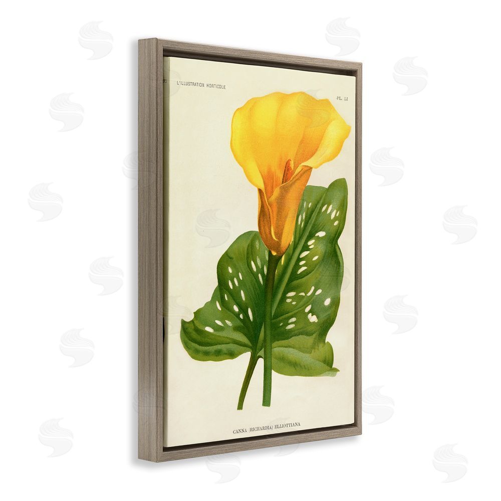 Print Collection Yellow Canna Lily Brown Floating Frame Stretched Canvas Wall Art Print