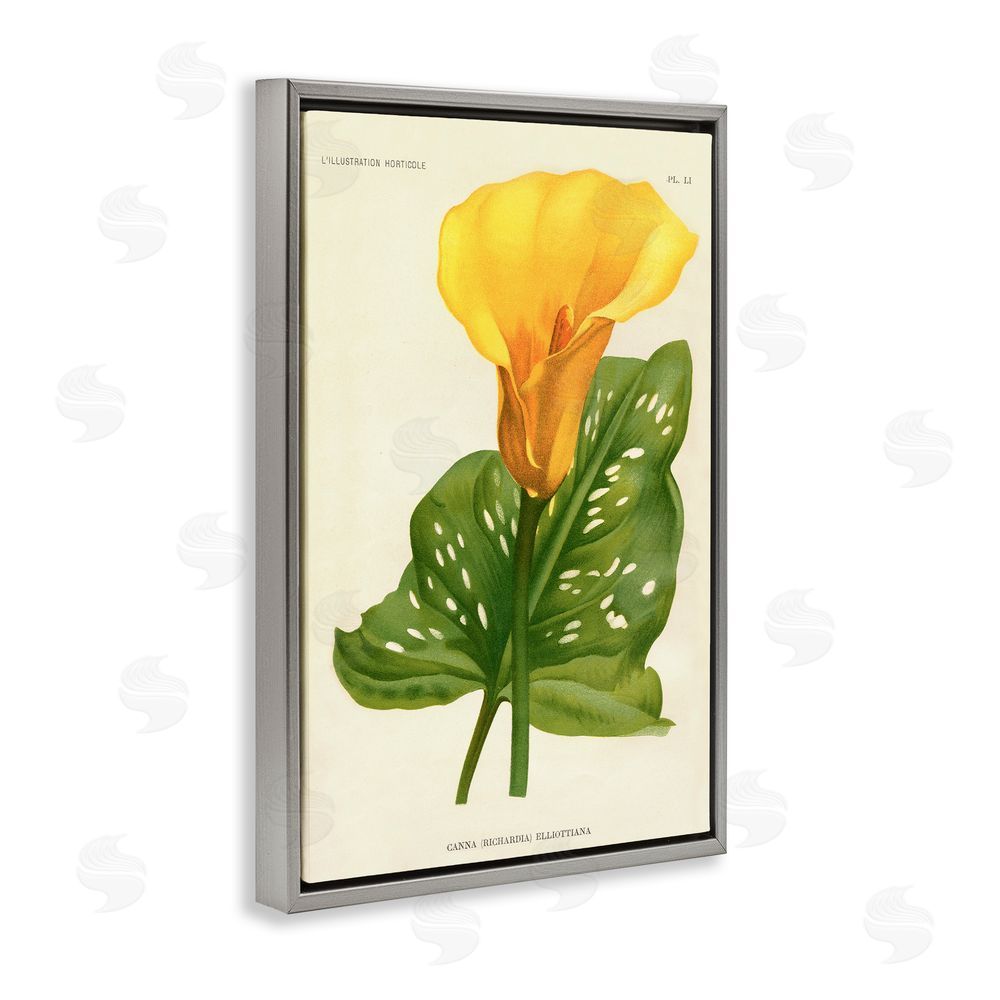 Print Collection Yellow Canna Lily Gray Floating Frame Stretched Canvas Wall Art Print