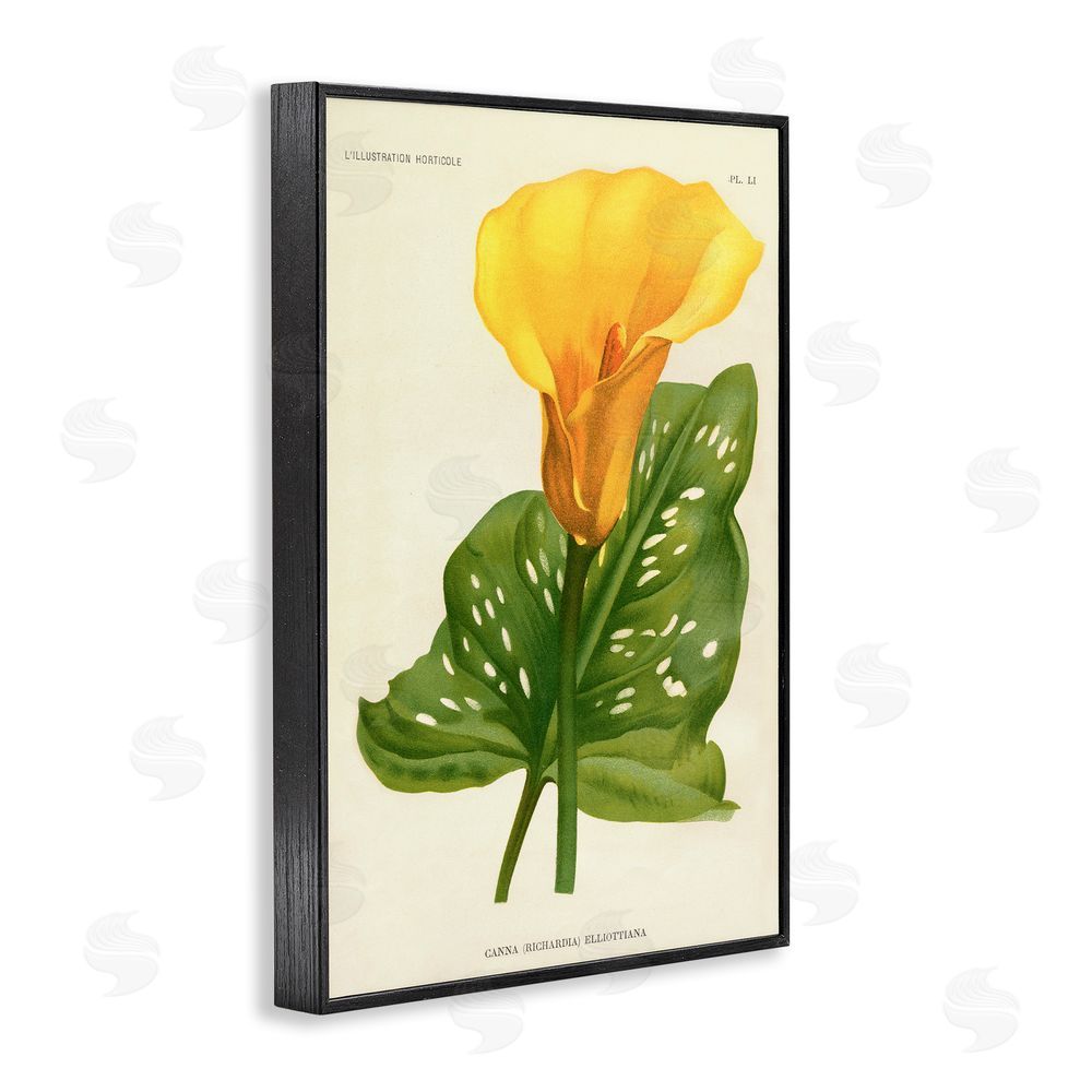 Print Collection Yellow Canna Lily Black Framed Giclee Wall Art Print