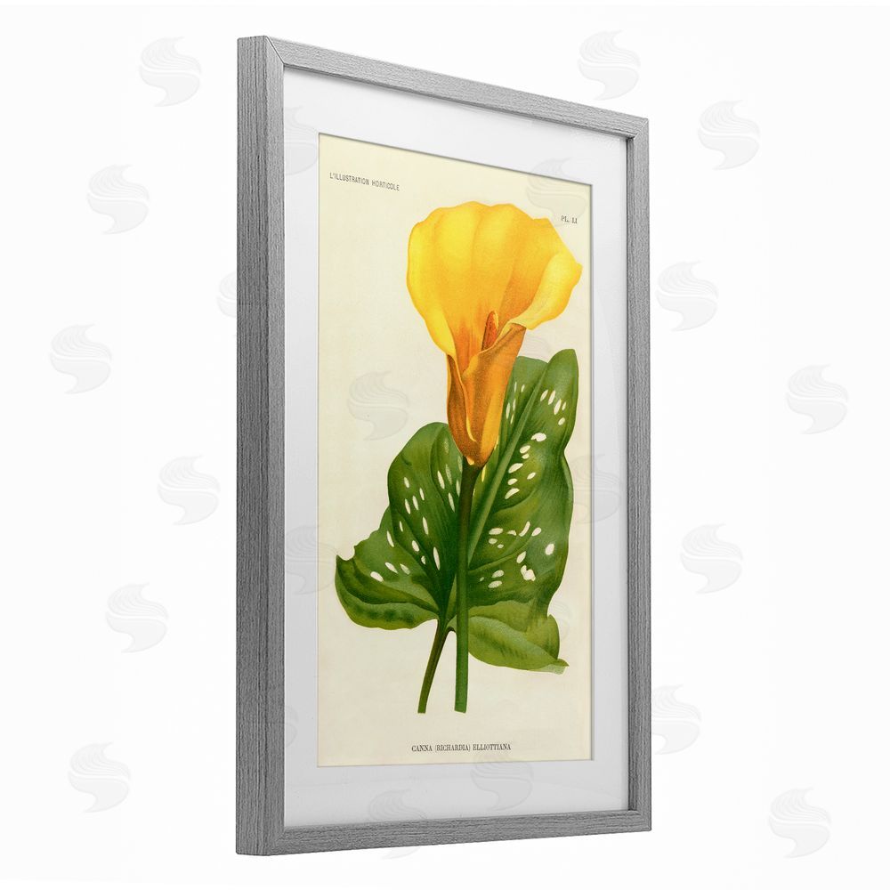 Print Collection Yellow Canna Lily Gray Framed Print Under Glass with Matting Wall Art
