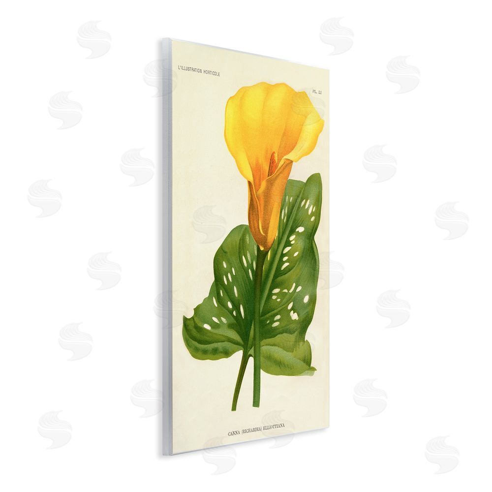 Print Collection Yellow Canna Lily Wall Plaque Art Print with White Foil Wrap
