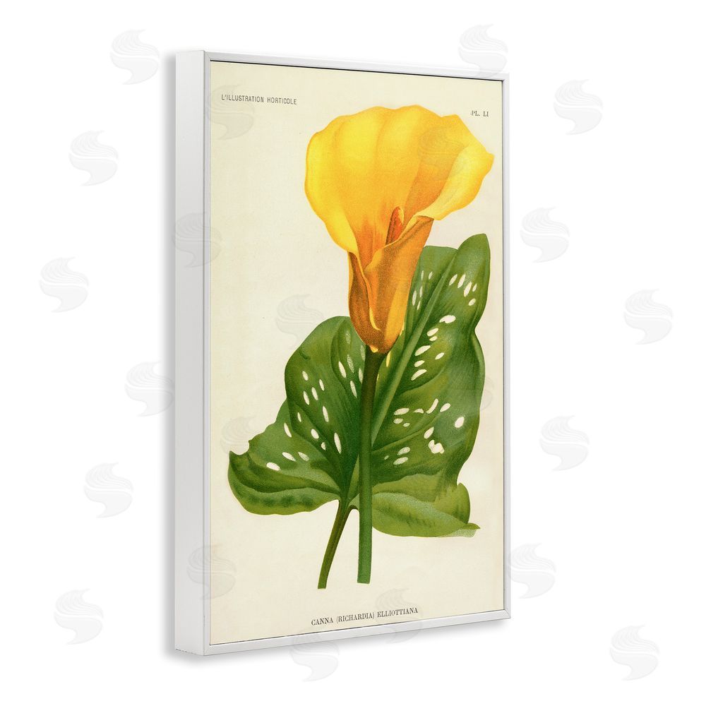 Print Collection Yellow Canna Lily White Framed Giclee Wall Art Print