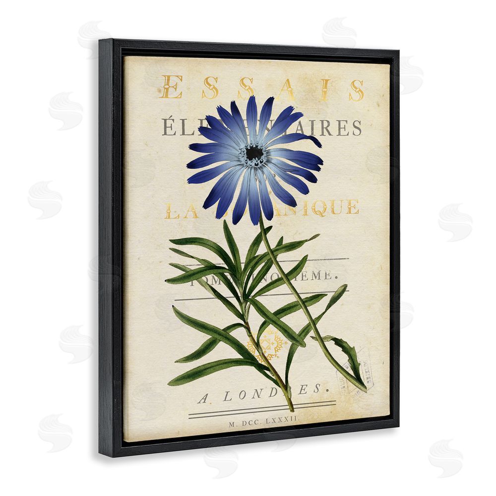 Susan Arnot Natural Botany Daisy Black Floating Frame Canvas Wall Art Print