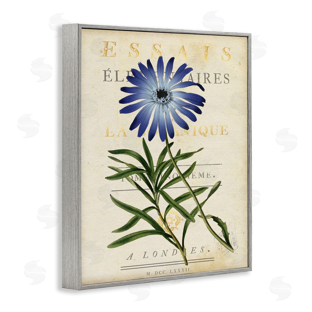 Susan Arnot Natural Botany Daisy Gray Framed Giclee Wall Art Print
