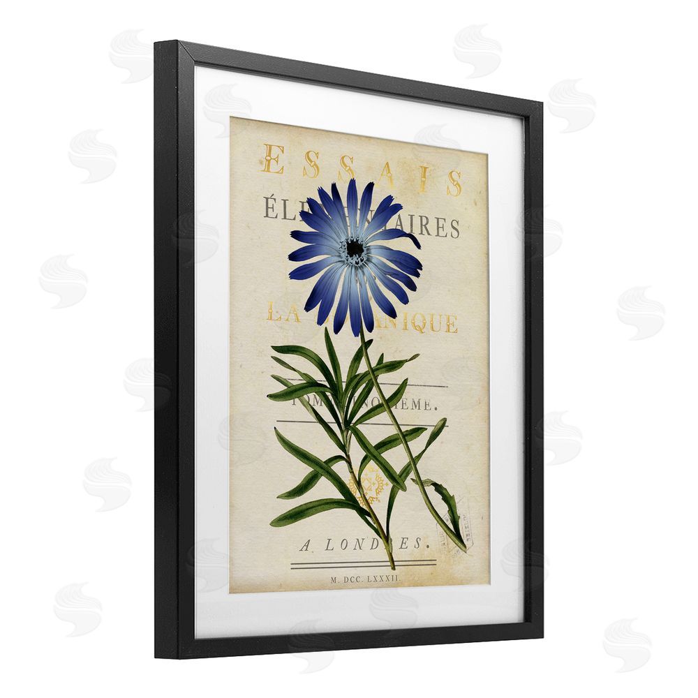 Susan Arnot Natural Botany Daisy Black Framed Print Under Glass Wall Art