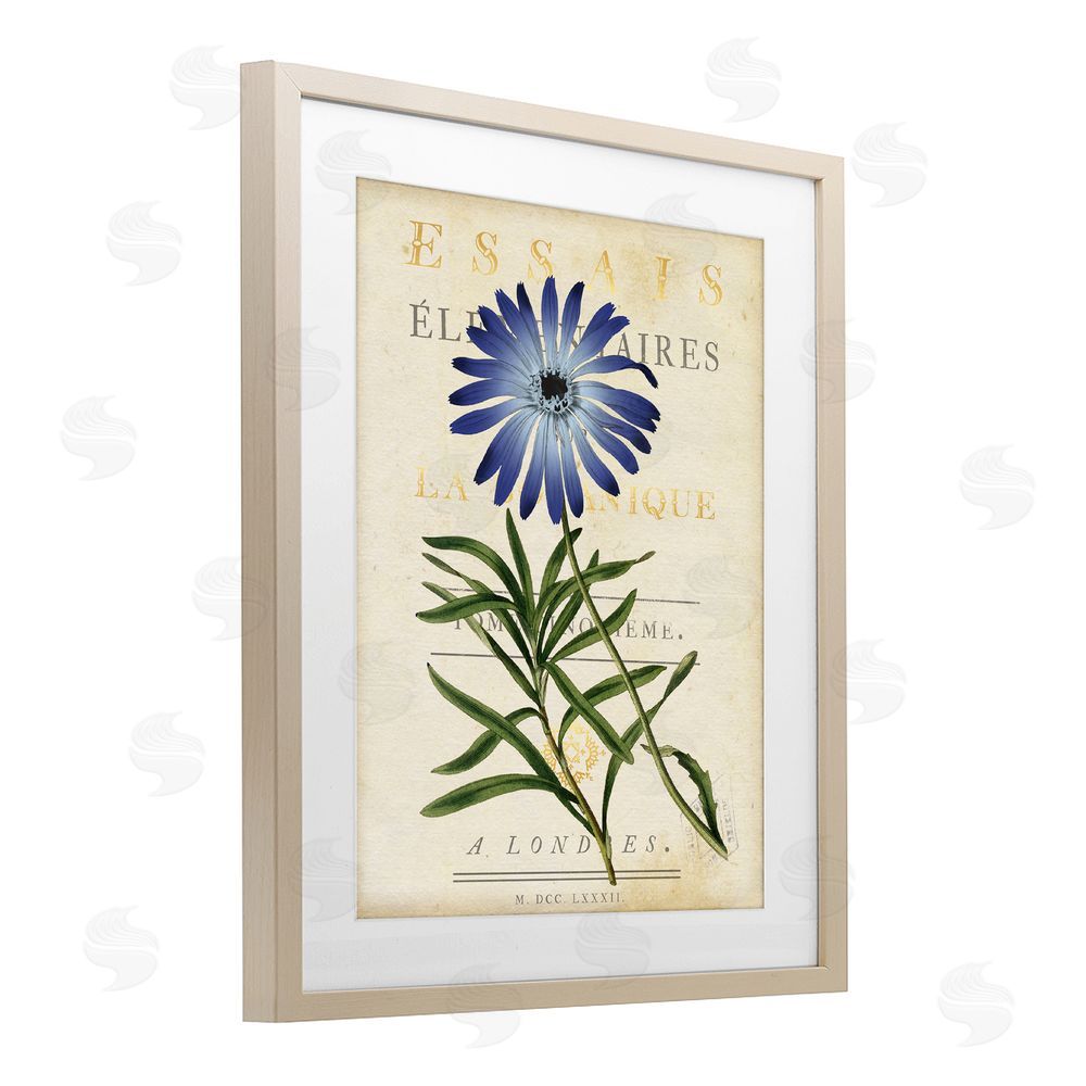 Susan Arnot Natural Botany Daisy Brown Framed Print Under Glass Wall Art