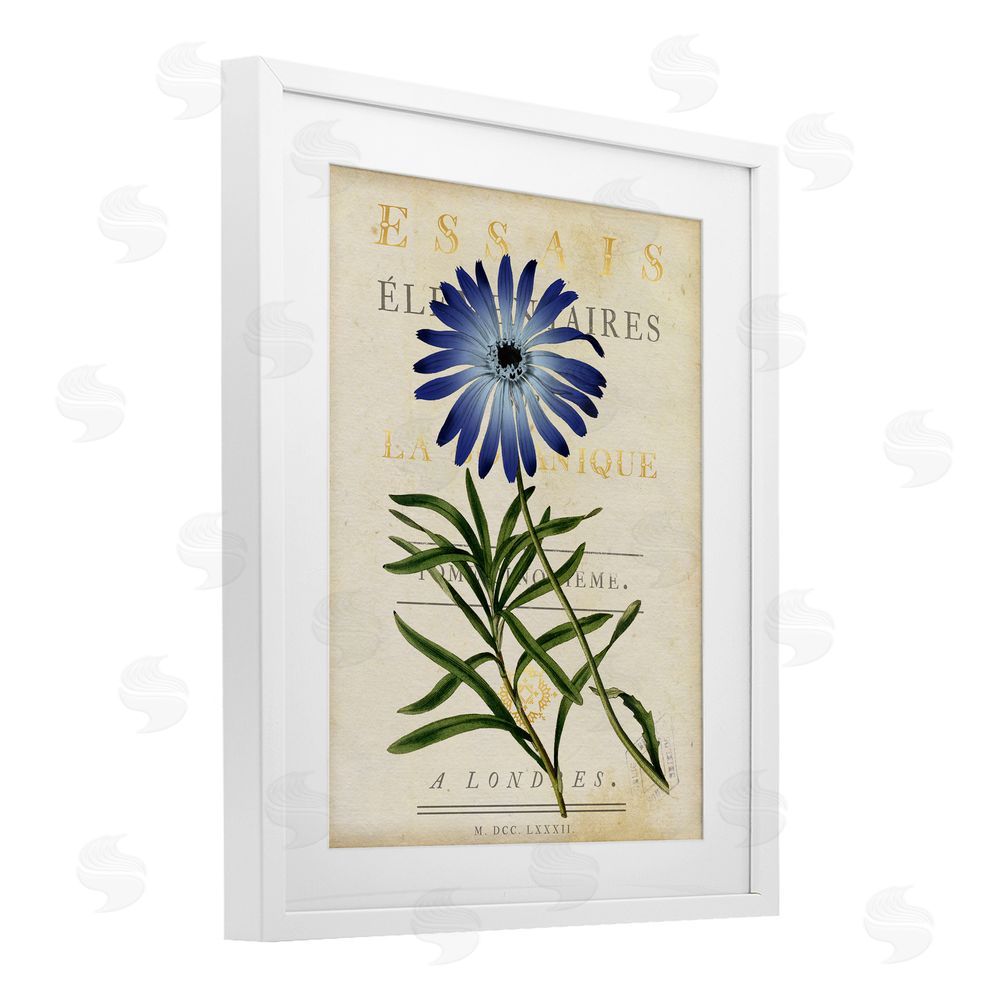 Susan Arnot Natural Botany Daisy White Framed Print Under Glass Wall Art