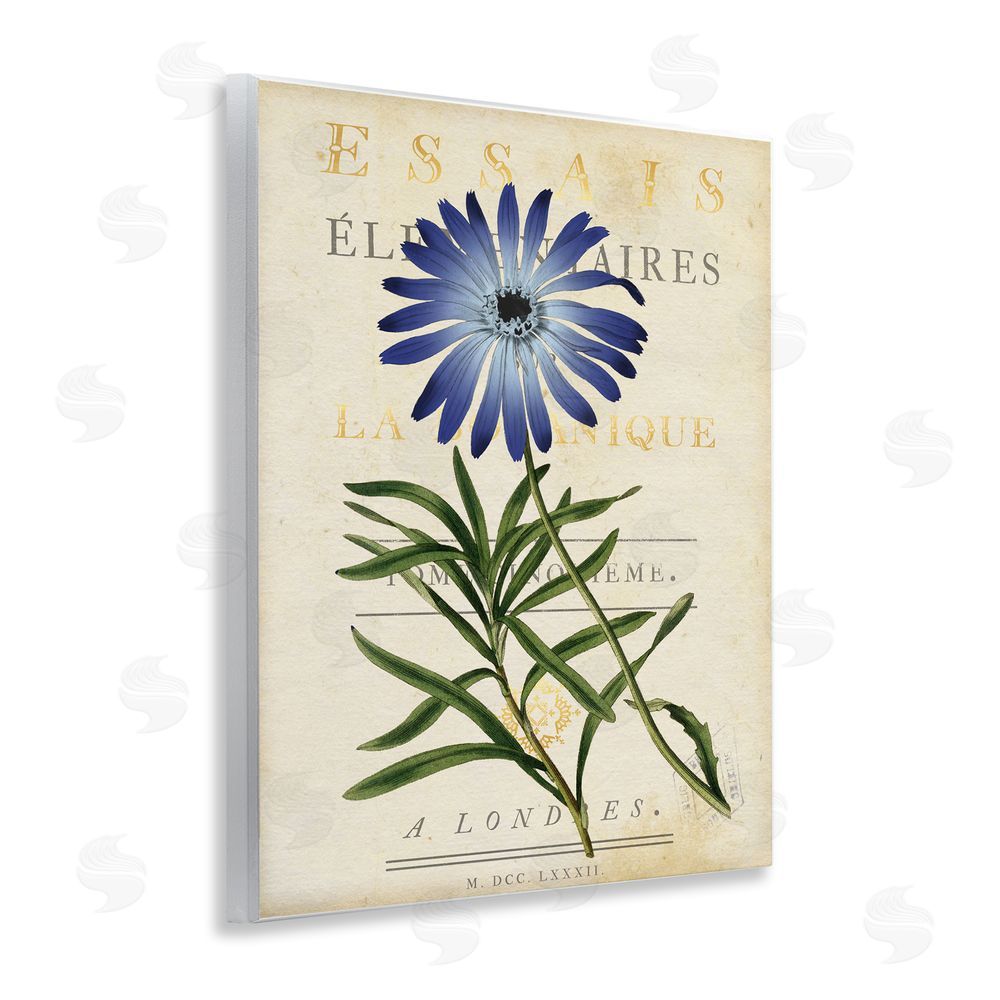 Susan Arnot Natural Botany Daisy Wooden Wall Plaque Art Print