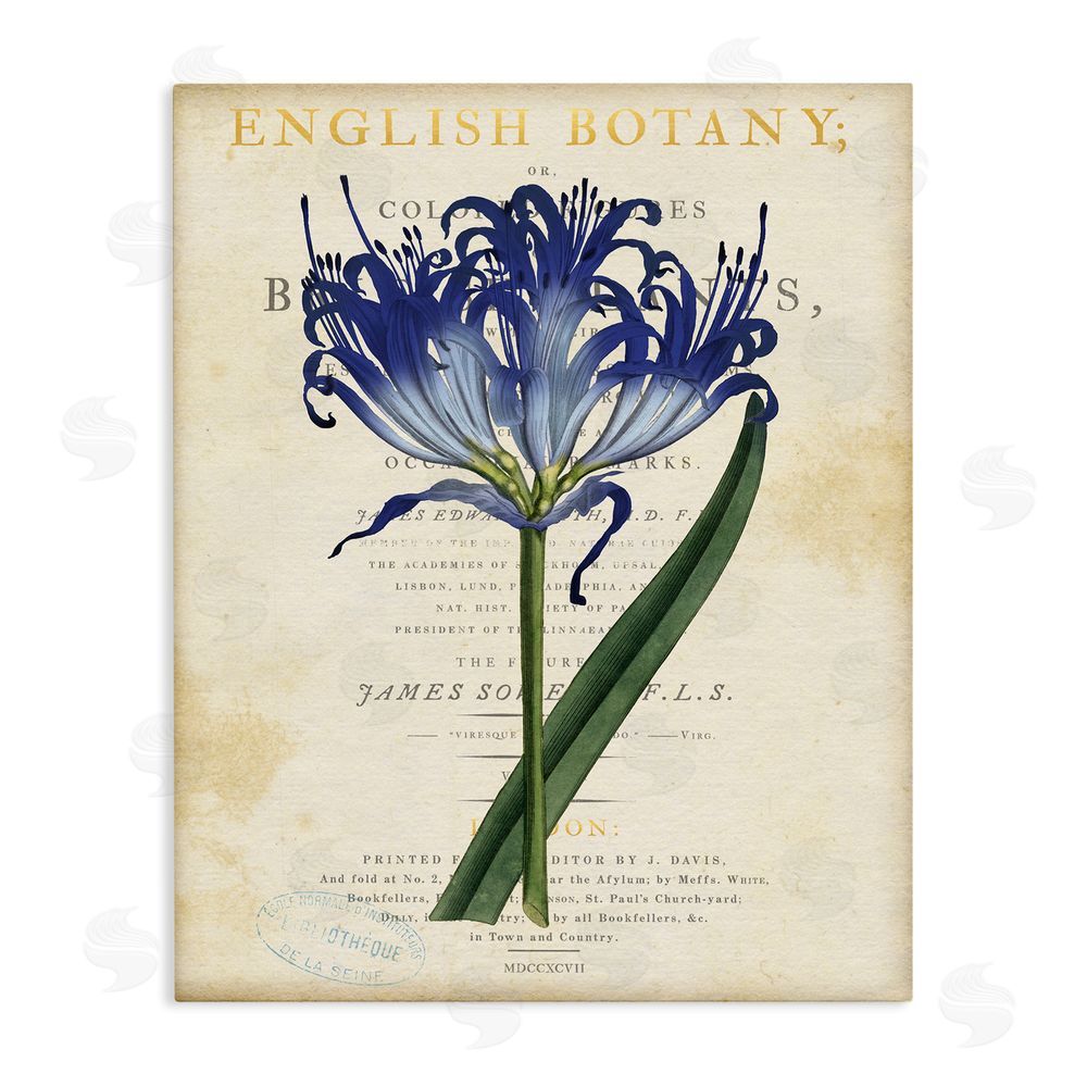 Susan Arnot English Botany Blue Floral Stretched Canvas Wall Art Print