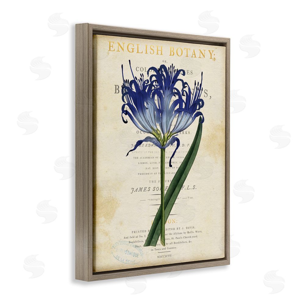 Susan Arnot English Botany Blue Floral Brown Floating Frame Canvas Wall Art Print