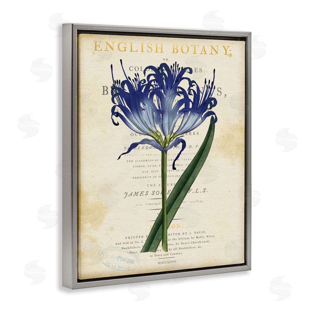 Susan Arnot English Botany Blue Floral Gray Floating Frame Canvas Wall Art Print