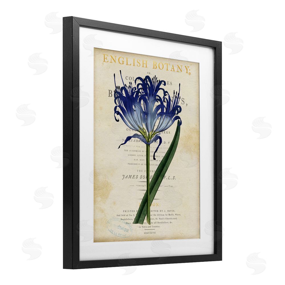 Susan Arnot English Botany Blue Floral Black Framed Print Under Glass Wall Art