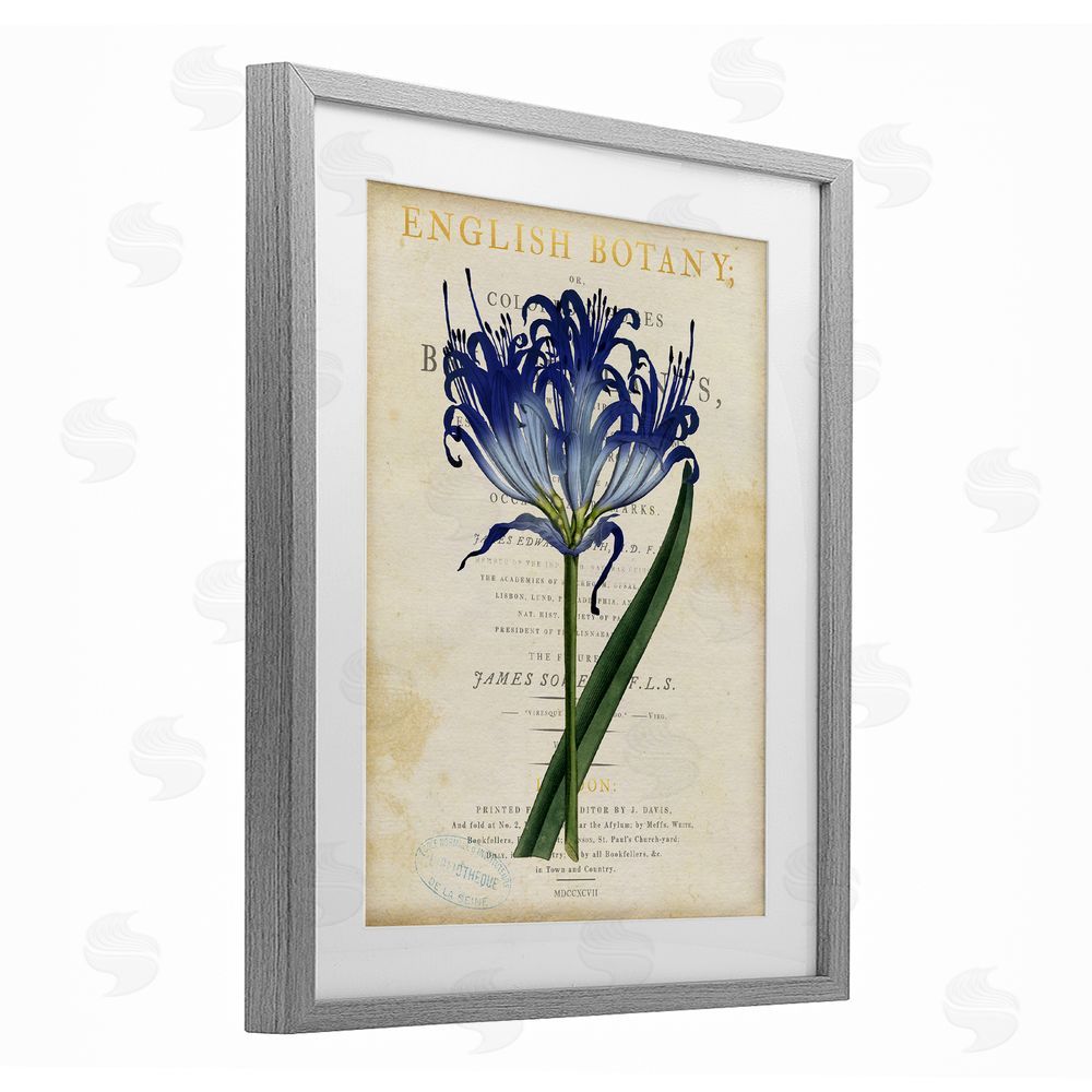 Susan Arnot English Botany Blue Floral Gray Framed Print Under Glass Wall Art