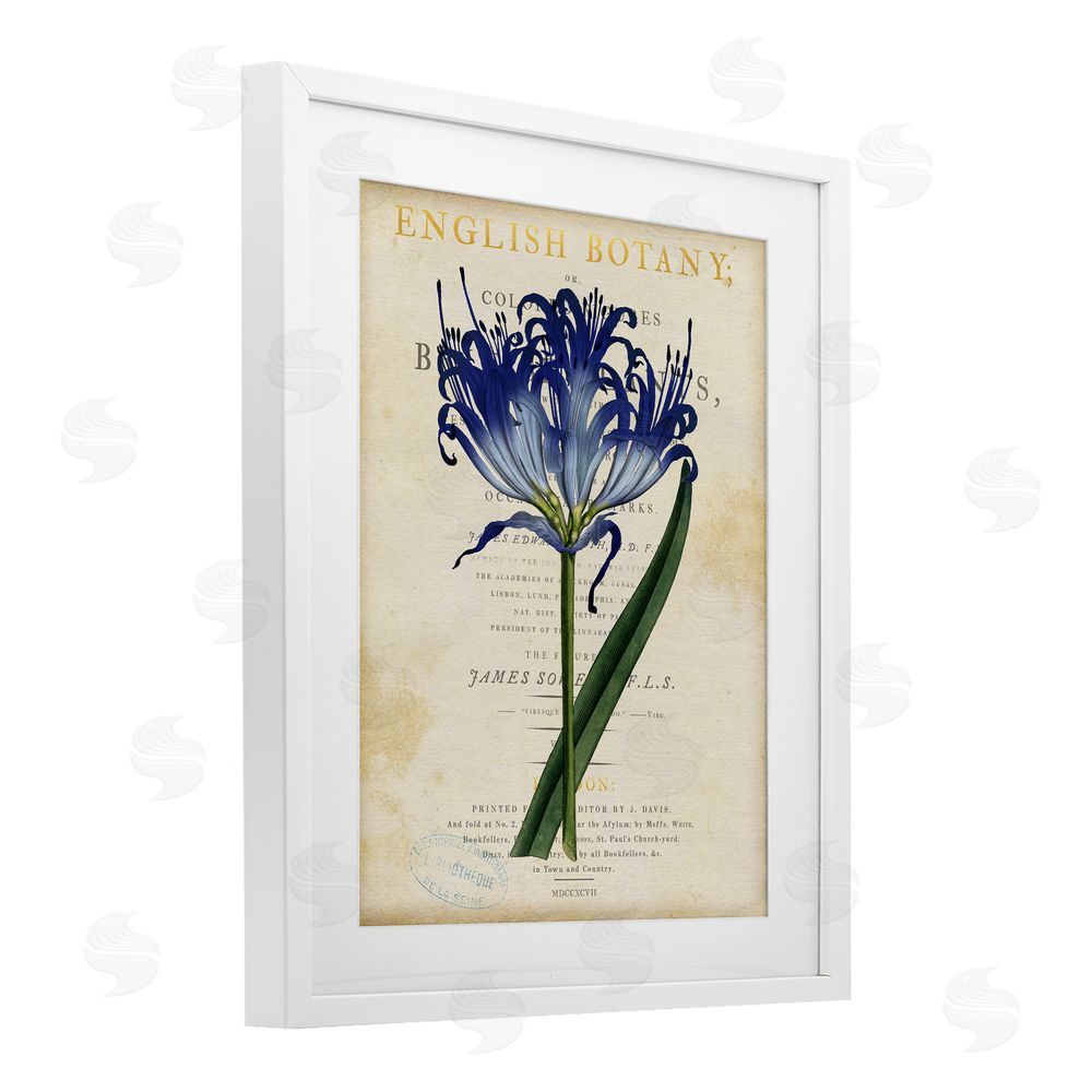 Susan Arnot English Botany Blue Floral White Framed Print Under Glass Wall Art