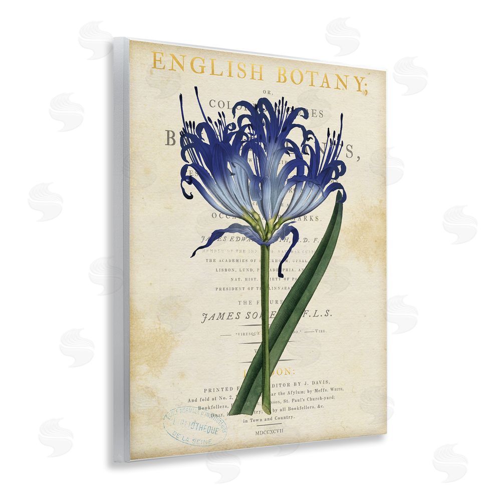 Susan Arnot English Botany Blue Floral Wooden Wall Plaque Art Print