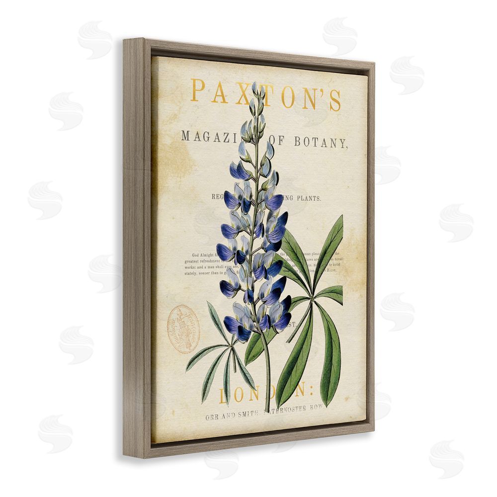 Susan Arnot Natural Botany Lupine Brown Floating Frame Canvas Wall Art Print