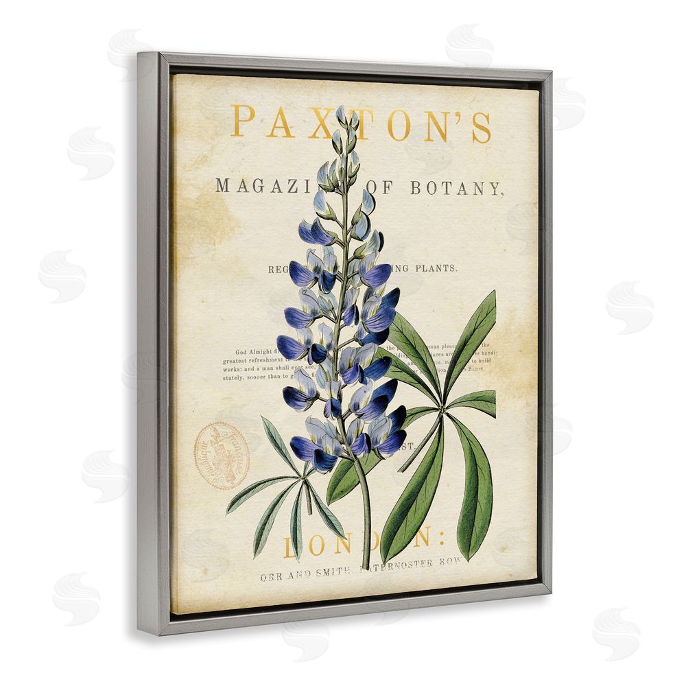 Susan Arnot Natural Botany Lupine Gray Floating Frame Canvas Wall Art Print