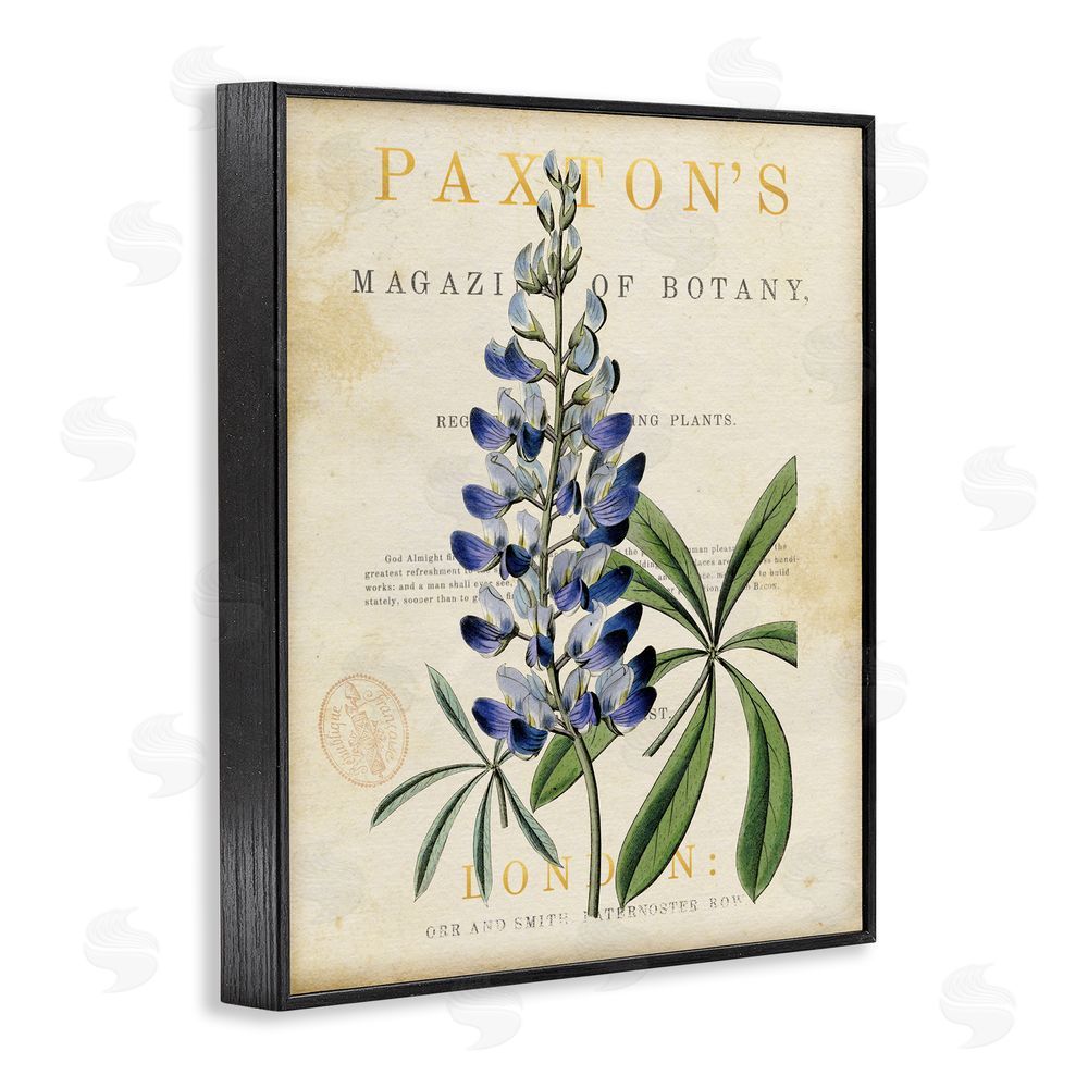 Susan Arnot Natural Botany Lupine Black Framed Giclee Wall Art Print