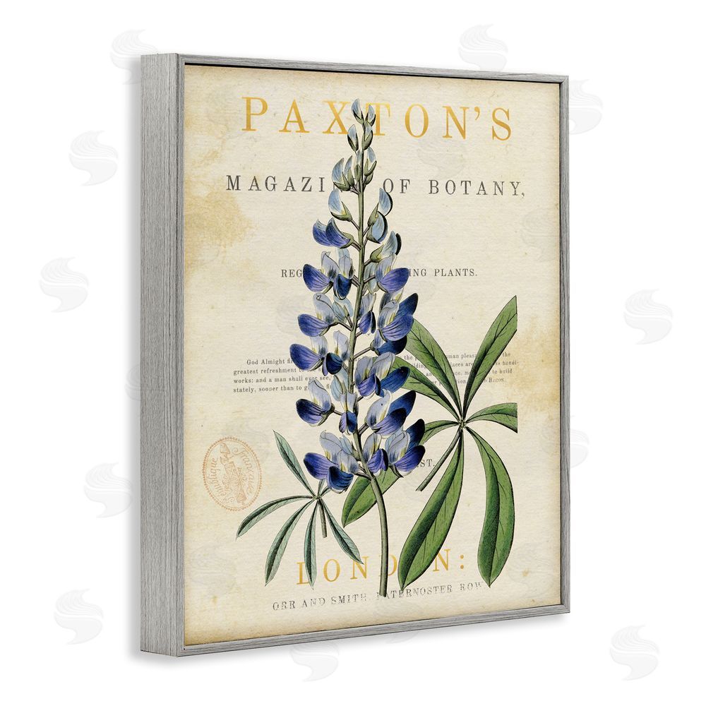 Susan Arnot Natural Botany Lupine Gray Framed Giclee Wall Art Print