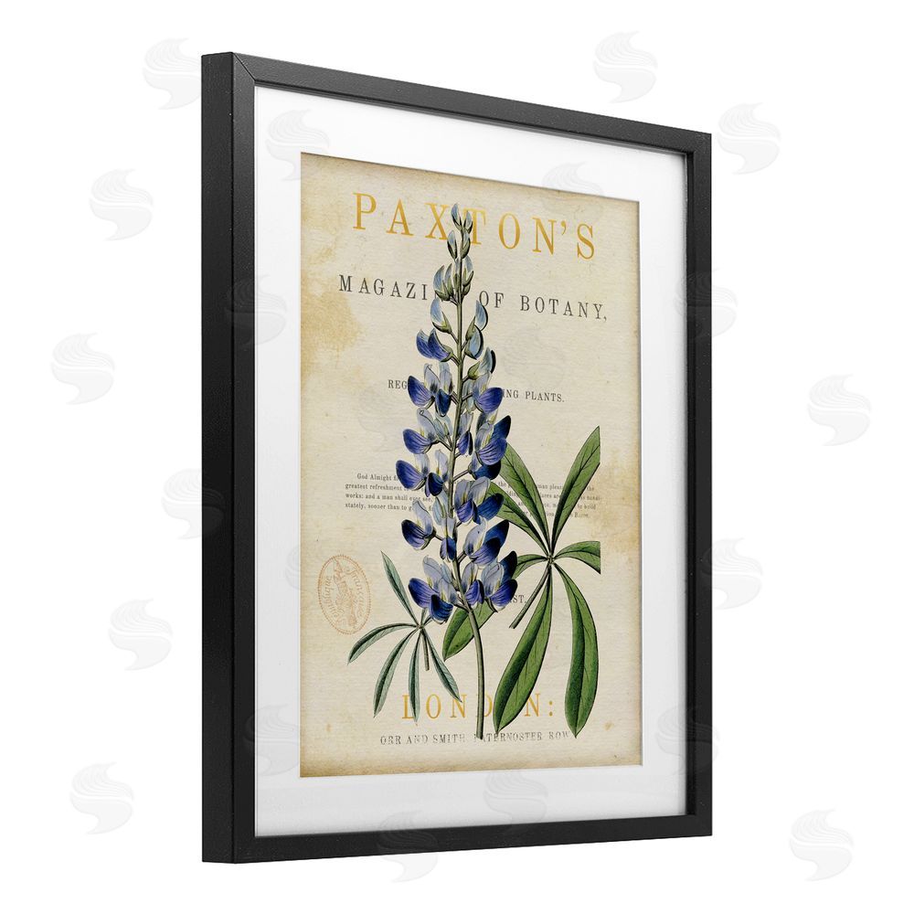 Susan Arnot Natural Botany Lupine Black Framed Print Under Glass Wall Art