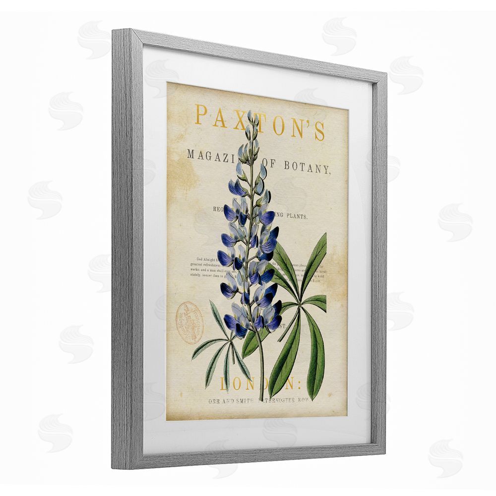 Susan Arnot Natural Botany Lupine Gray Framed Print Under Glass Wall Art