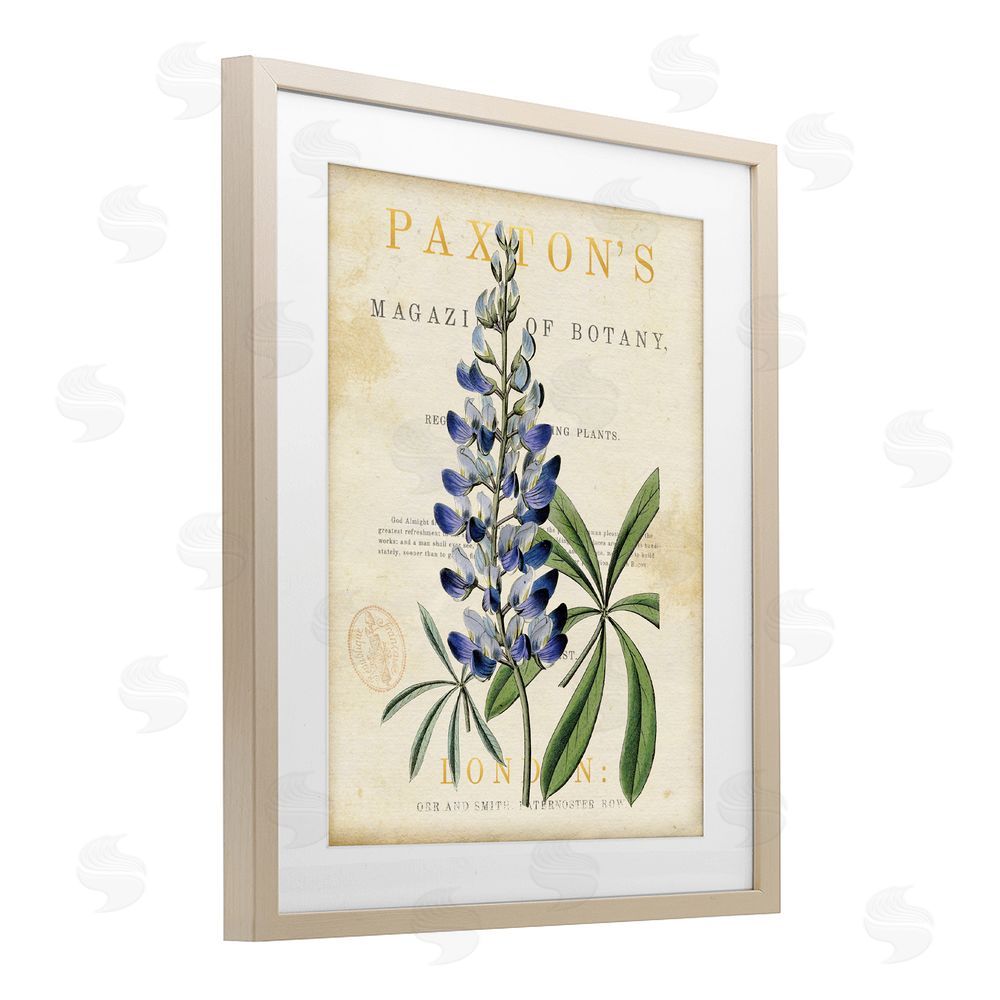 Susan Arnot Natural Botany Lupine Brown Framed Print Under Glass Wall Art