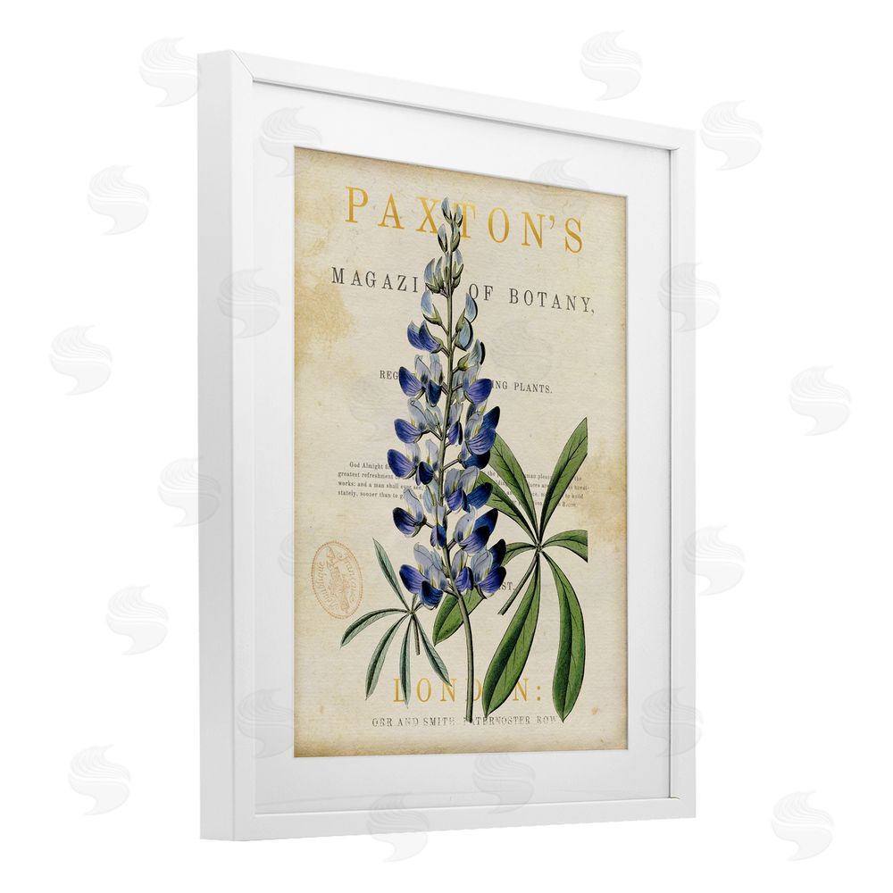 Susan Arnot Natural Botany Lupine White Framed Print Under Glass Wall Art