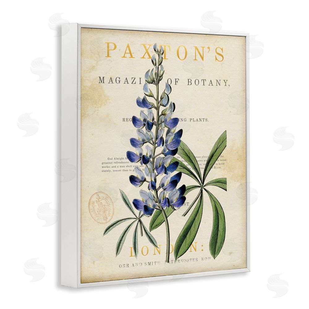 Susan Arnot Natural Botany Lupine White Framed Giclee Wall Art Print