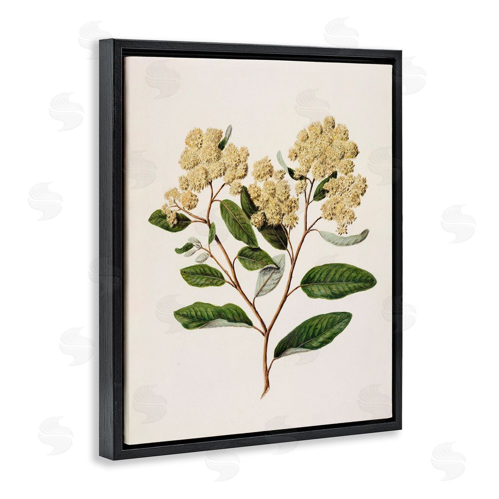 1x Flowering Cream Blooms Black Floating Frame Canvas Wall Art Print