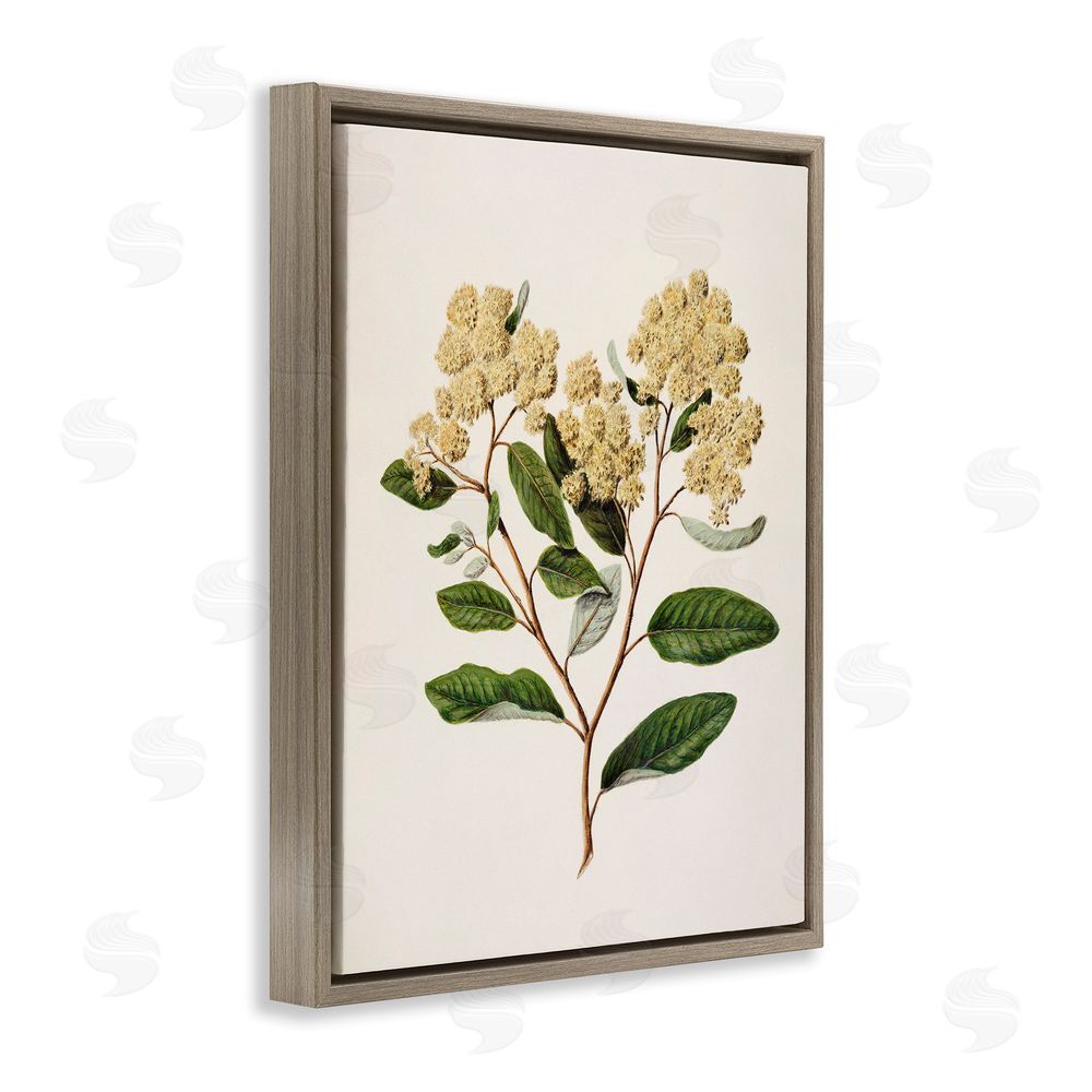 1x Flowering Cream Blooms Brown Floating Frame Canvas Wall Art Print