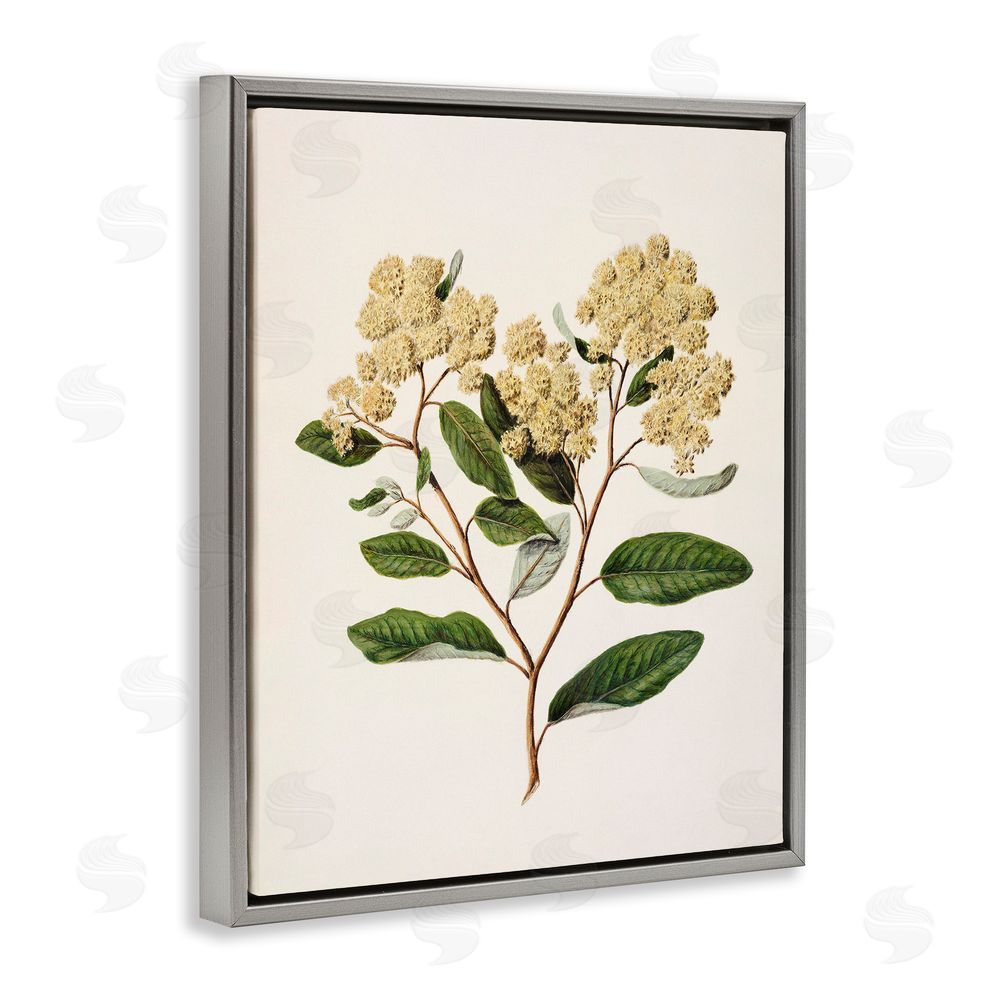1x Flowering Cream Blooms Gray Floating Frame Canvas Wall Art Print