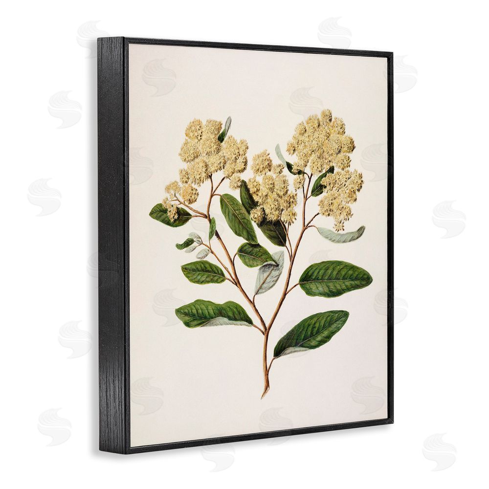 1x Flowering Cream Blooms Black Framed Giclee Wall Art Print